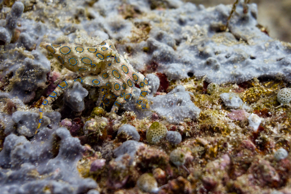 Blue ringed octopus | stef de rijk | Flickr