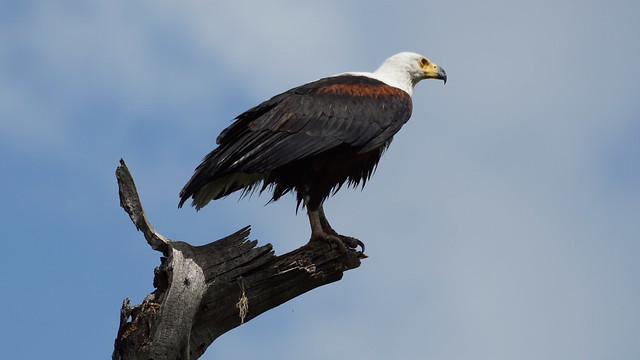 African Fish Eagle perched on a tree - Lake Naivasha - Kenya