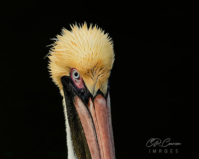 Brown Pelican Portrait