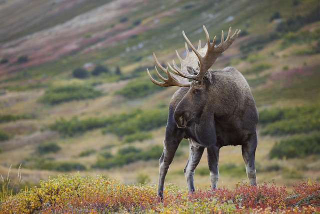 Bull Moose on the Alaska Tundra