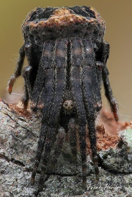 Twig Spider (Poltys sp.)