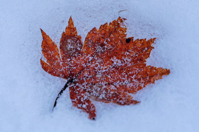 A maple leaf on the snow