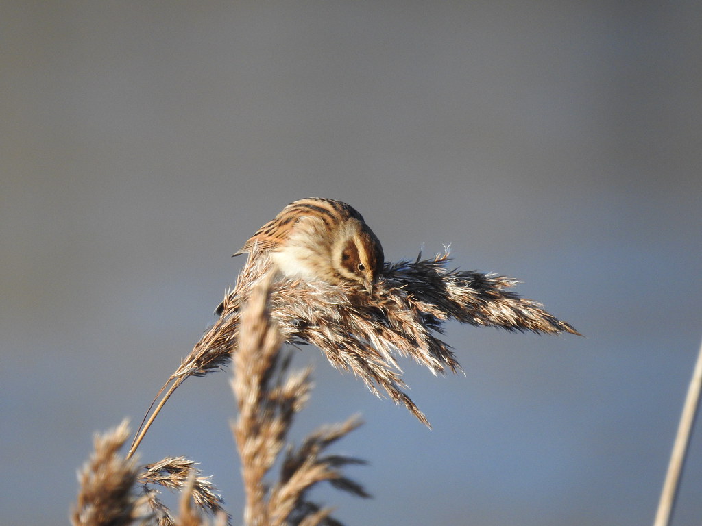 Winters feed - reed bunting (f) DSCN2228