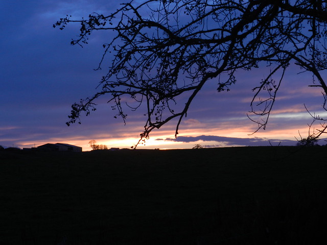 Sunset Sihouettes, Udny, Aberdeenshire, Nov 2022