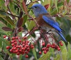 Western Bluebird (male)