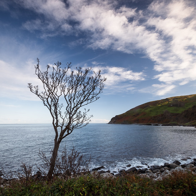 Lone Tree at Murlough Bay(3)