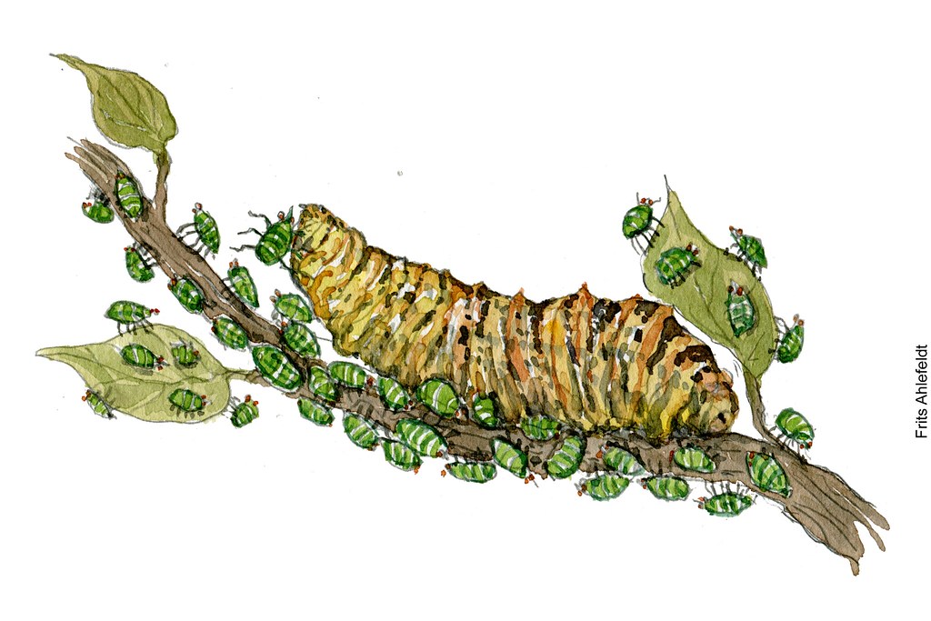 dc00136-hoverfly-larva-Episyrphus balteus-eating-aphid-pencil-frits-ahlefeldt