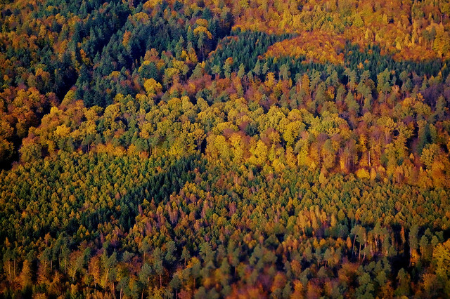 Germany, Blick vom Flugzeug auf Stuttgart's bunte Wälder (1), 21307