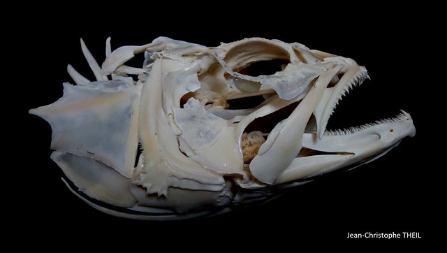 Crâne de Mérou Blanc / White Grouper Skull (Epinephelus aeneus)