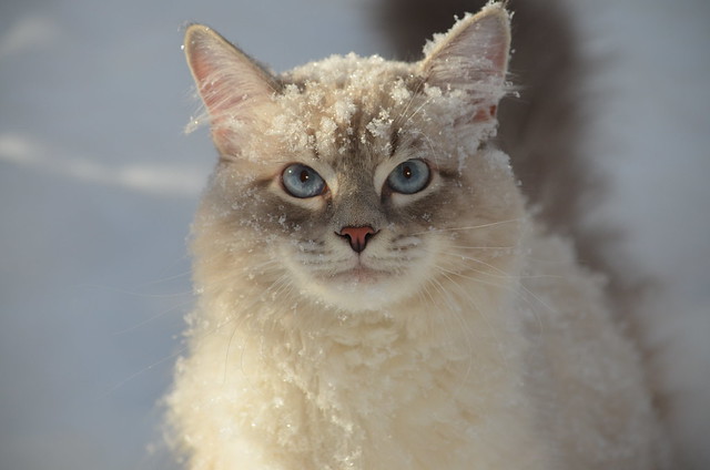 Я снежный кот!.....I'm a snow cat!