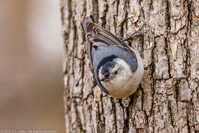 White-Breasted Nuthatch #4 - 2021-04-25