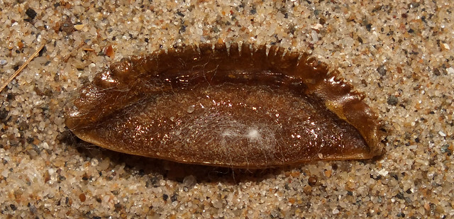 Mediterranean bonnet snail (Semicassis undulata) operculum inside