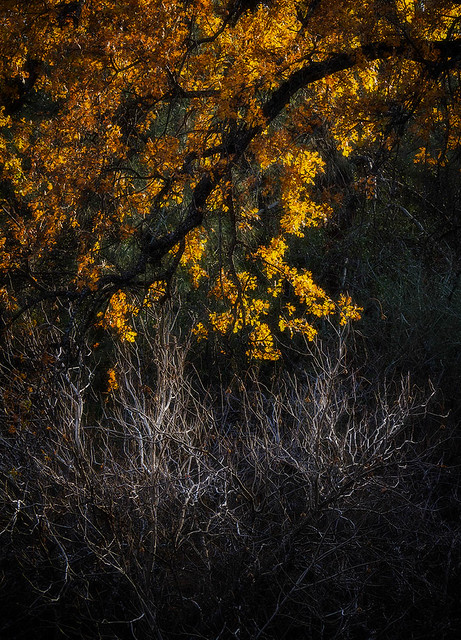 Golden Oak - Sierra Nevada (2022)