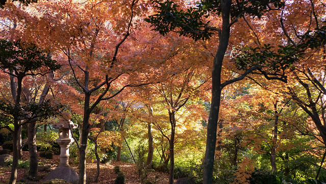 Color-of-Autumn02