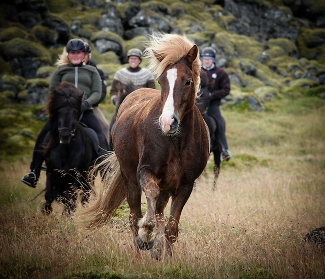 Icelandic Horse Roundup