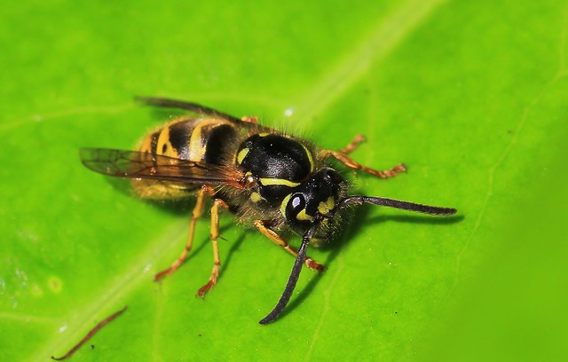 Common Wasp- Vespula vulgaris- Newark Park NT Gloucs -280522