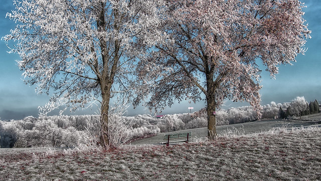 blue heaven and frozen trees these days in Bergischen Land NRW Germany!!