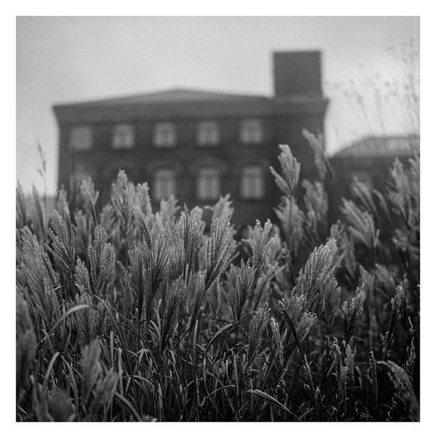 Bushes and buildings