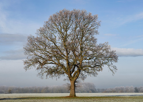 oak wymondham norfolk winter landscape jonathan casey photography nikon d850 135mm f18 art