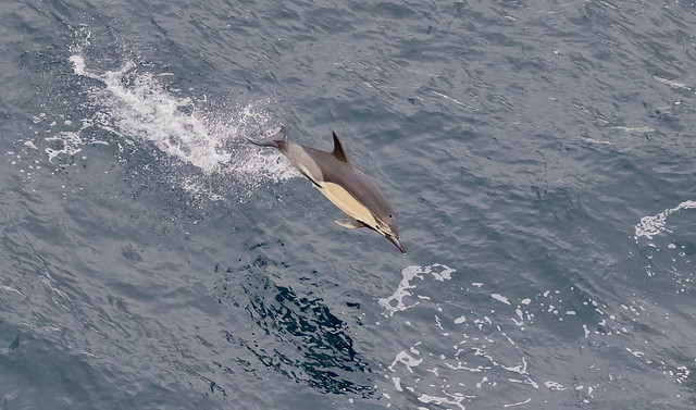 Short-beaked Common Dolphin (Delphinus delphis)
