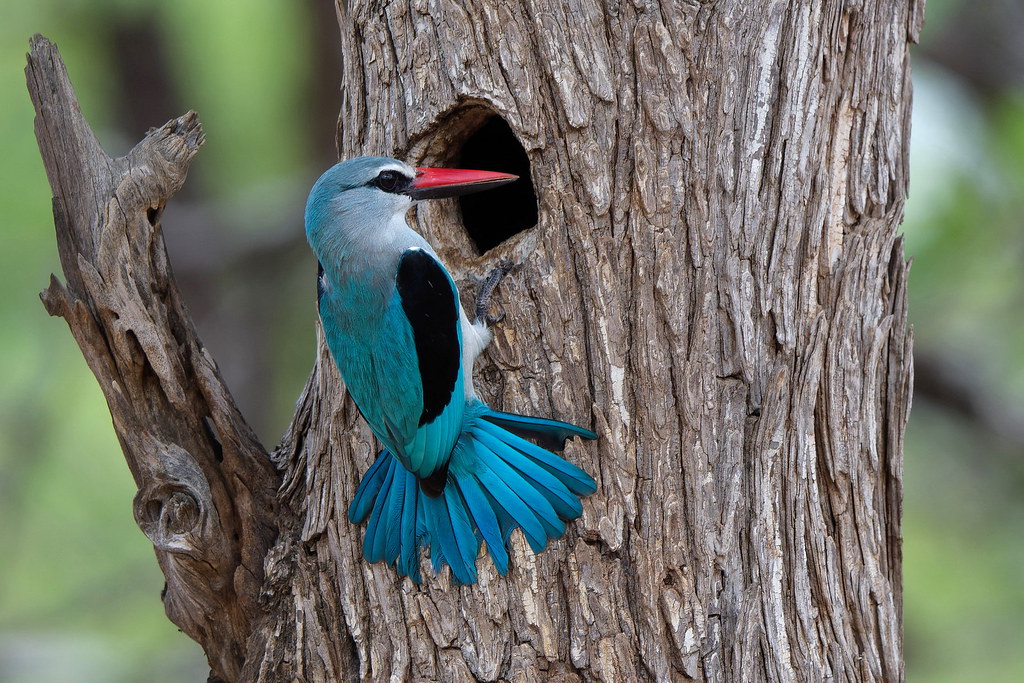 Martin-chasseur du Sénégal - Woodland Kingfisher