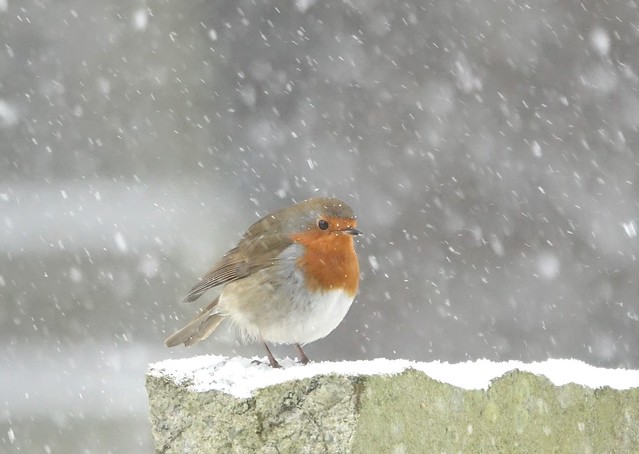 Red Robin in snowfall