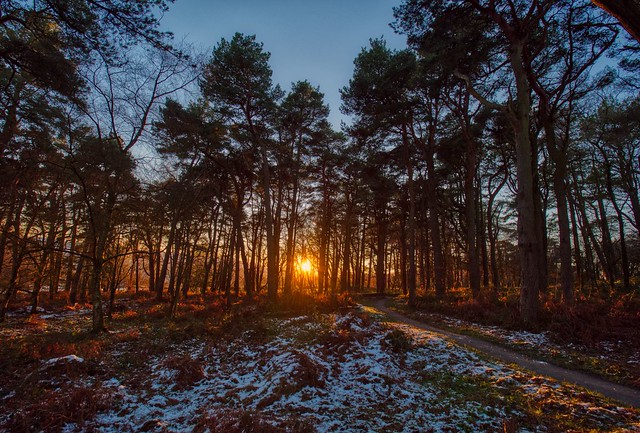 Snowy woodland sunset
