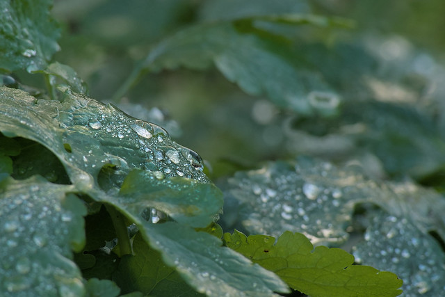 Droplets on greater celandine leaves