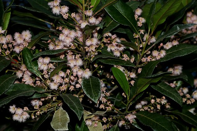 Elaeocarpus reticulatus