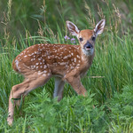 White-tailed Deer Fawn - Minnesota White-tailed Deer Fawn - Minnesota