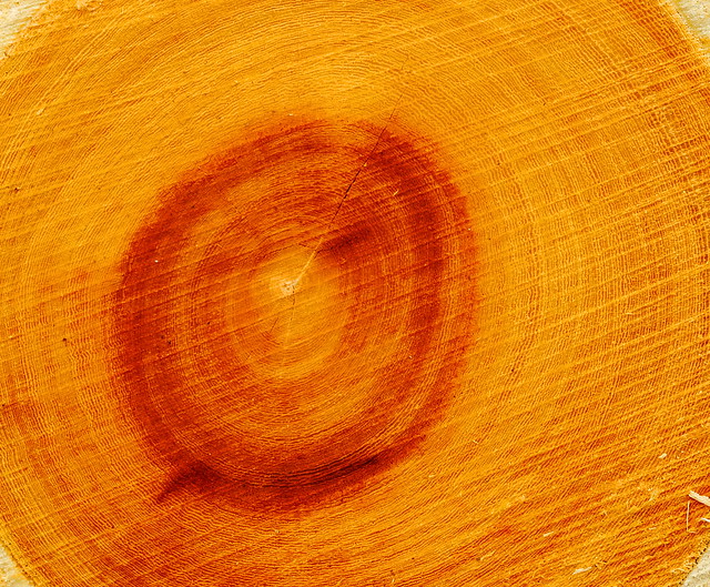 Golden Tree Growth Rings