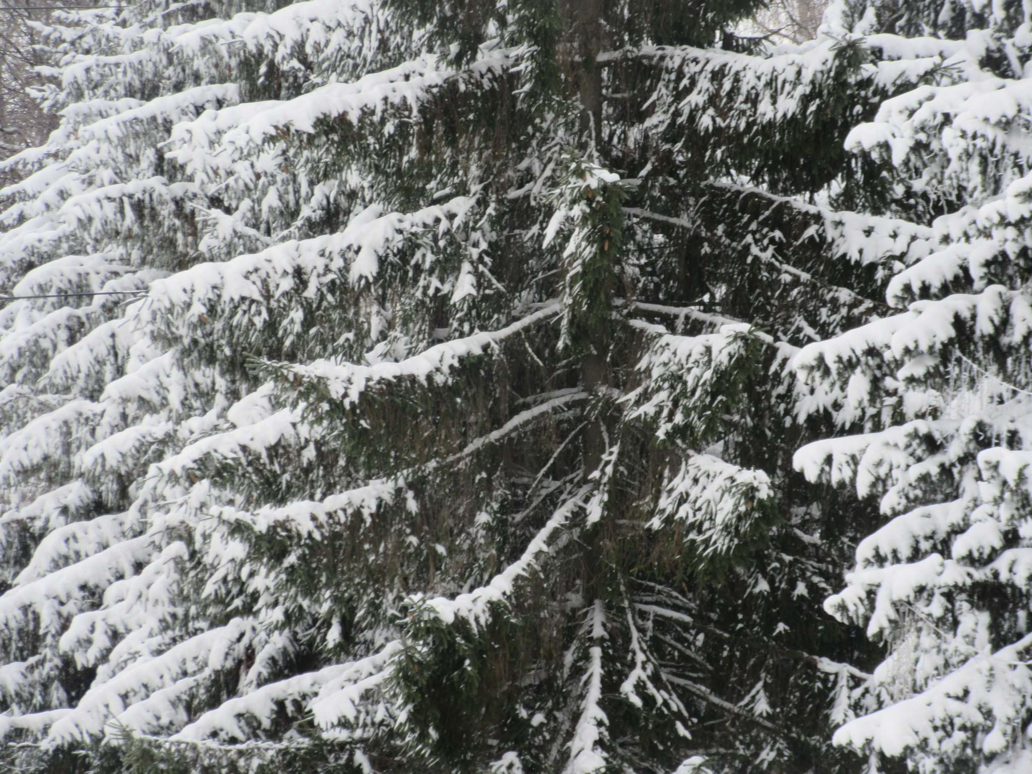 Какое блаженство что блещут снега. Текст сияет снег слепит глаза деревья