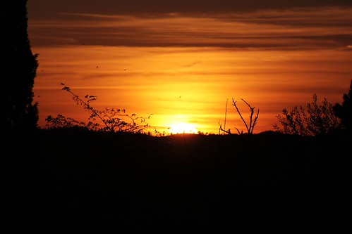 At last... by Modestino Carbone, tramonto sunset alberi trees luci lights ombre shadows sole sun
