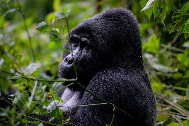 Gorila de montaña en Uganda