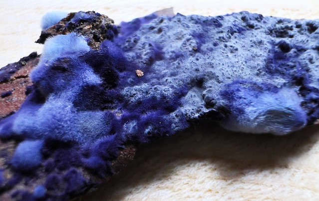 Cobalt Crust fungus
