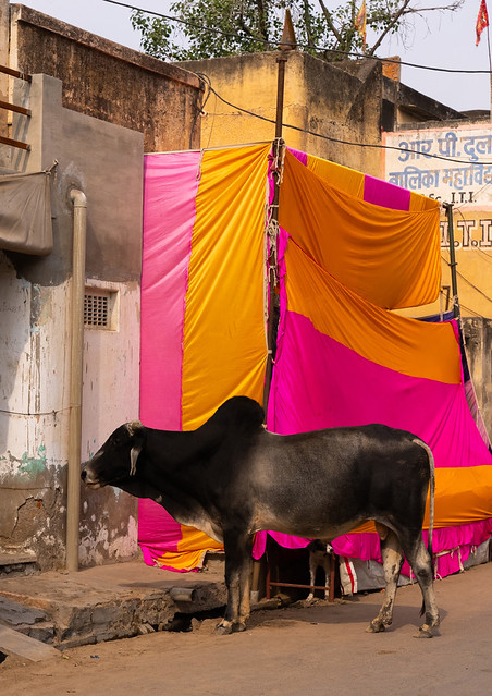 Bull in front of drying sarees, Rajasthan, Bissau, India