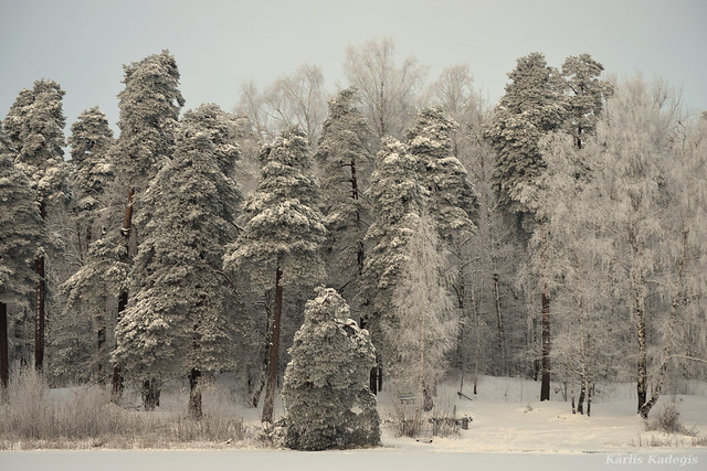 Snow on Trees in Winter, Latvia