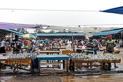 Fish Market (Negombp-Sri Lanka)