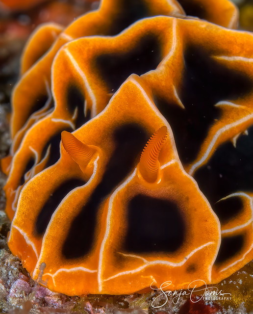 Portrait of halgerda nudibranch