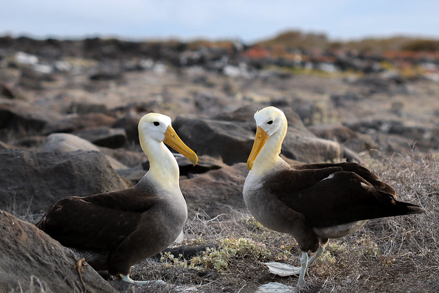 Albatross mating couple (Phoebastria irrorata)