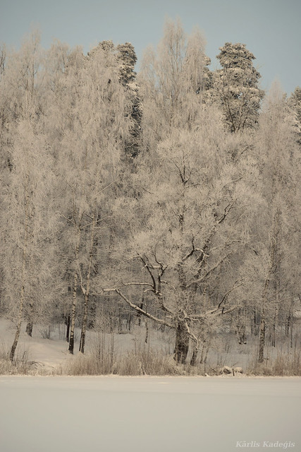 Snowy on Trees in Winter, Latvia