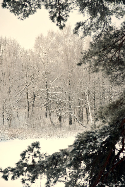 Snowy on Trees in Winter, Latvia