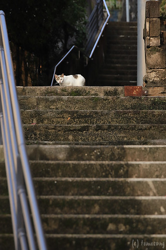 Nagasaki Cat