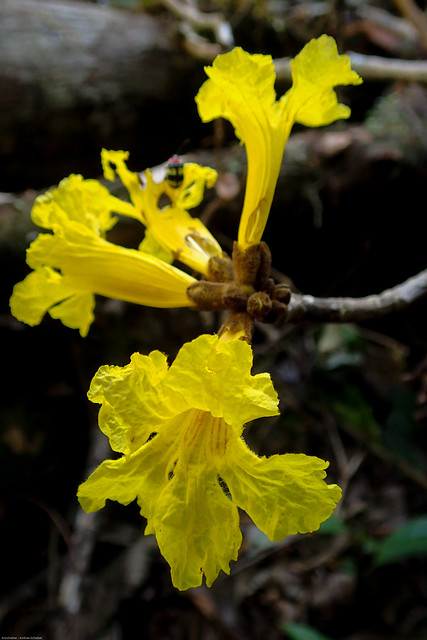 Hadroanthus sp., Blanquillo Nature reserve,  Manú, Peru