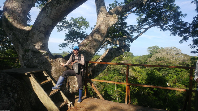 Kapuk tree (Ceiba pendantra), Tambo Blanquillo Nature reserve,  Manú, Peru