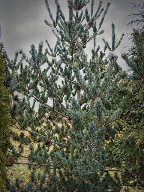 Pinus parviflora 'Glauca' 22W50 Japanese White Pine J1-