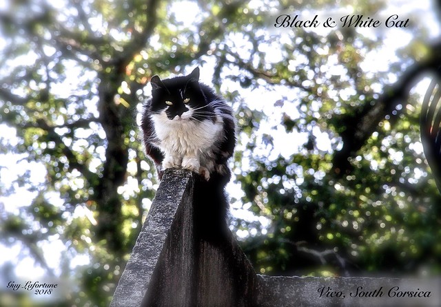 A BEAUTIFUL BLACK & WHITE CAT in VICO CITY, SOUTH CORSICA