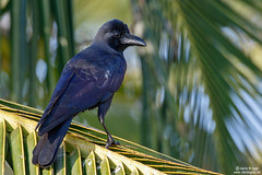 House Crow, Corvus splendens