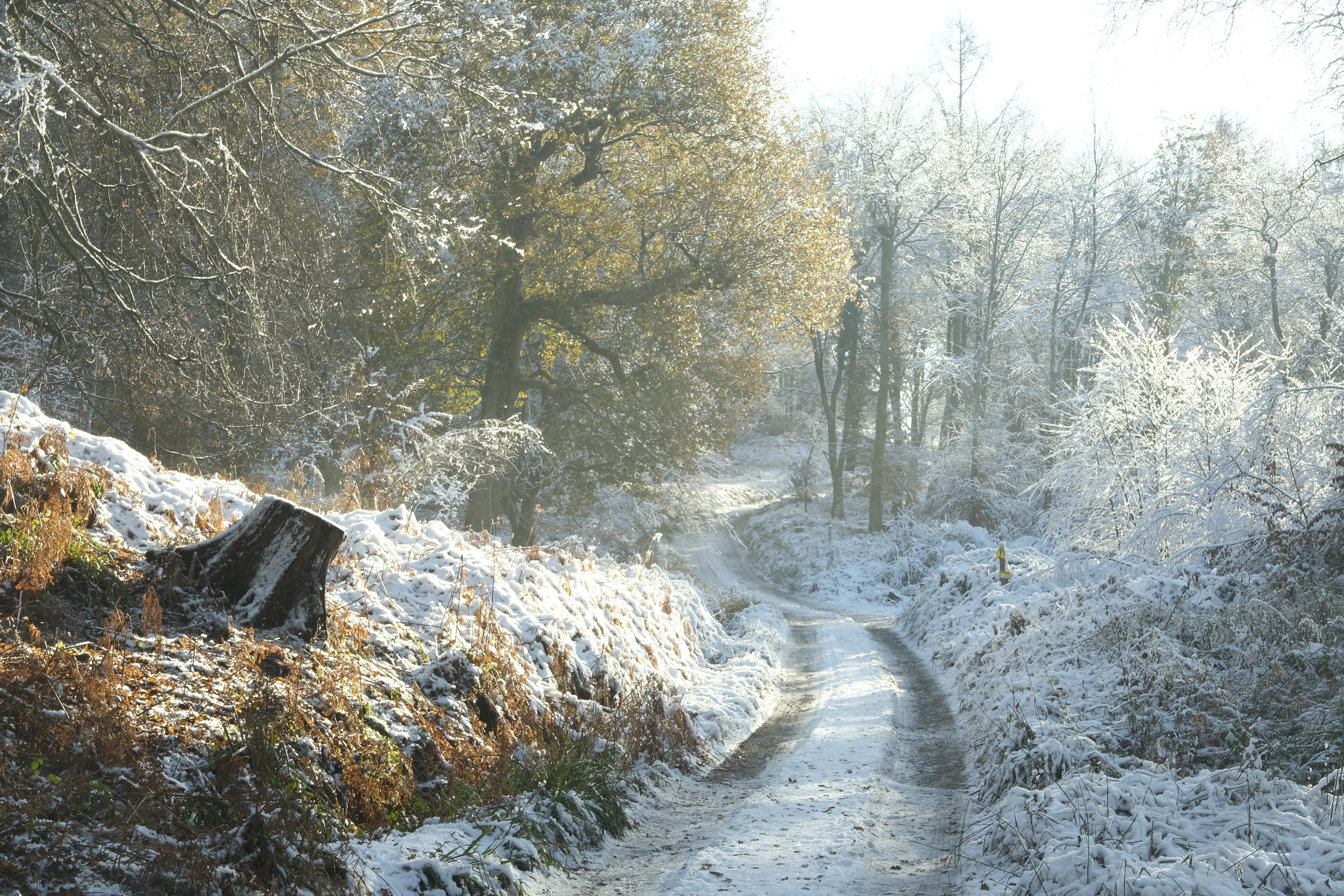 Snow in East Sussex, December 2022 (6)