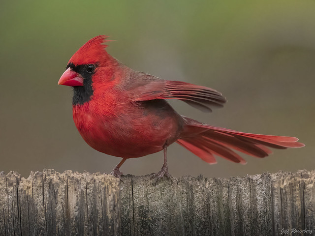 A Colorful Cardinal On A Chilly Morning In Vienna, Virginia